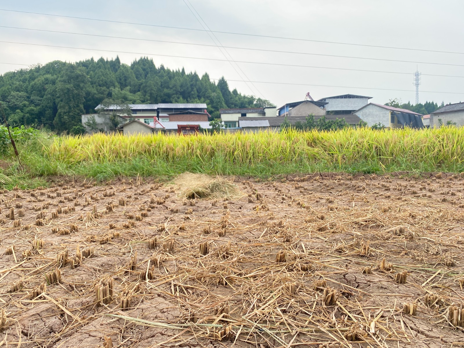 “高烧”不退四川产粮大县积极应对保丰产