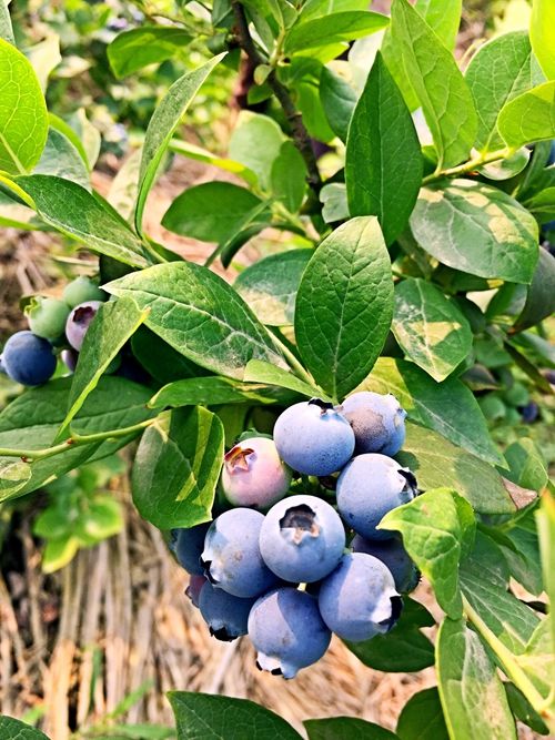 金穗蓝莓:绿色之冠下的未来之星