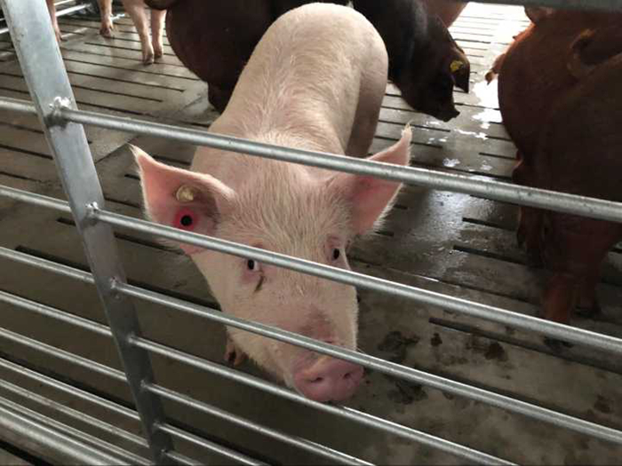 生猪行业现状与发展趋势分析