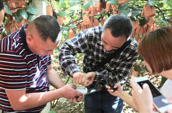 奇异果体育app下载安装奇异果和蒲江猕猴桃傻傻分不清？用这几招认清原产地(图3)