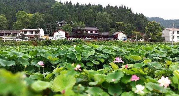 川观会客厅丨专访遂宁船山区旅游局局长唐欢欢:打造多个产业区 加快