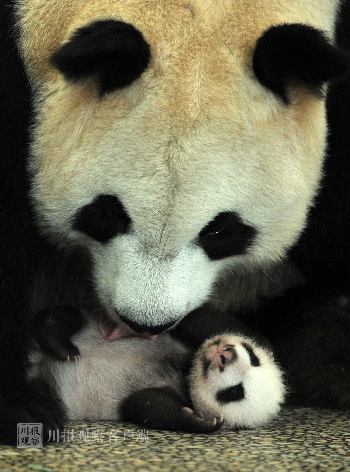 大熊猫"晴晴"和幼崽 四川日报记者 何海洋 摄