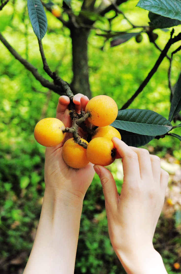 泸州龙马潭区:枇杷金满树 又到入筐时