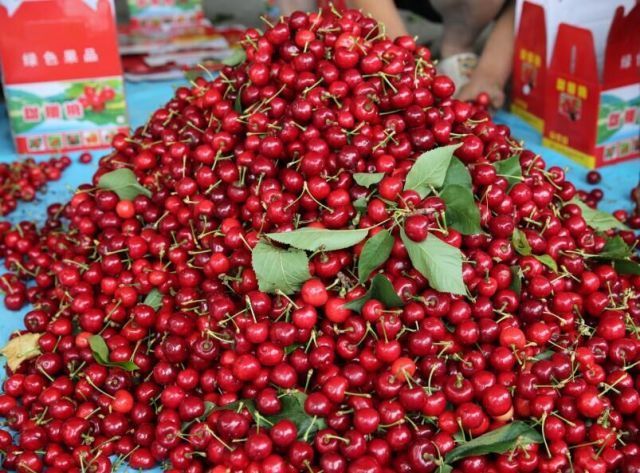 市场上售卖的汶川车厘子.