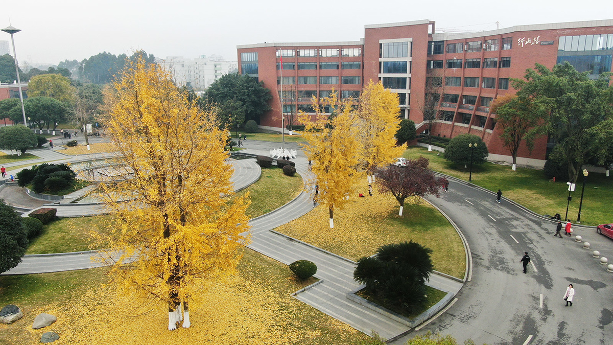 瞰金色校园感受成都大学风吹拂银杏舞