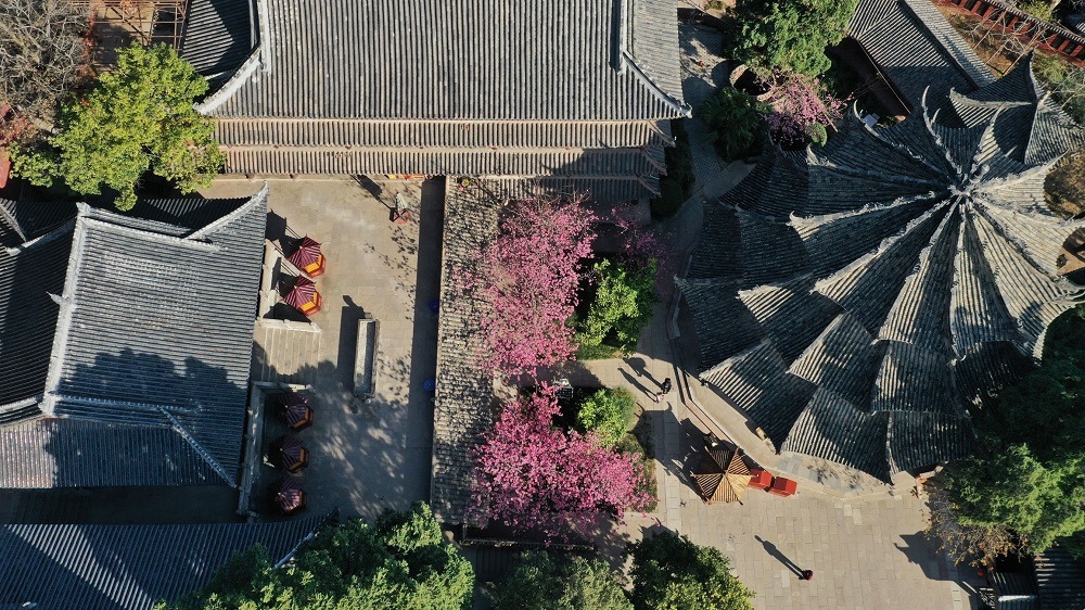 樱花发源地及历史