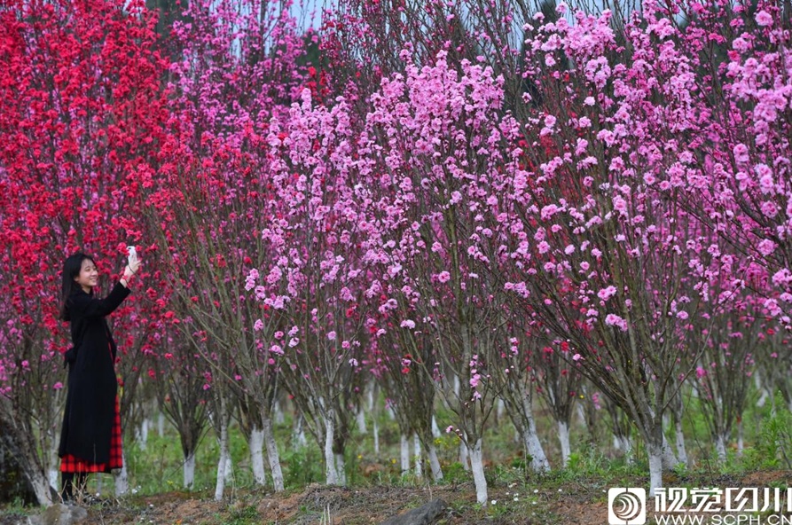 川报观察记者  何海洋  摄影报道3月23日,德阳市罗江区白马关镇万佛村