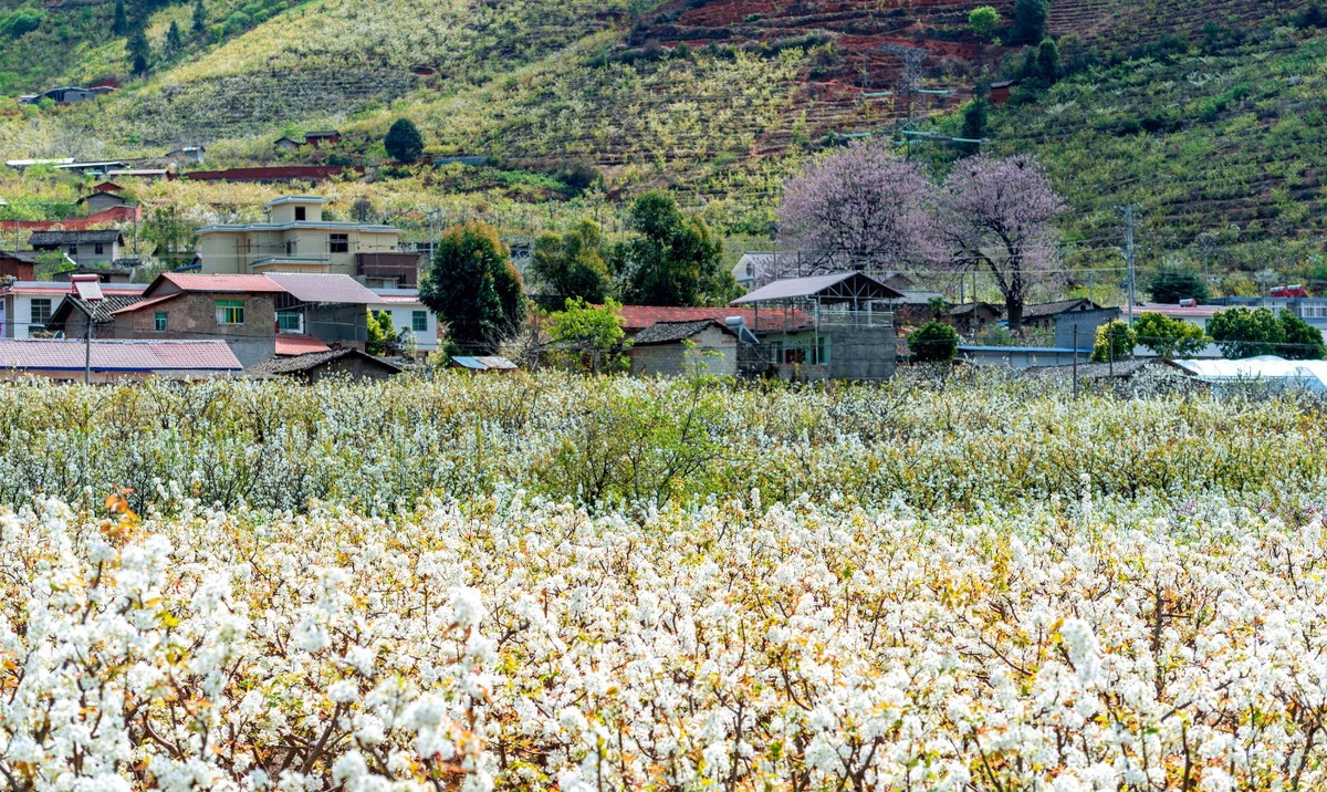 川报镜头攀枝花市米易县普威镇万亩梨花盛开引客来