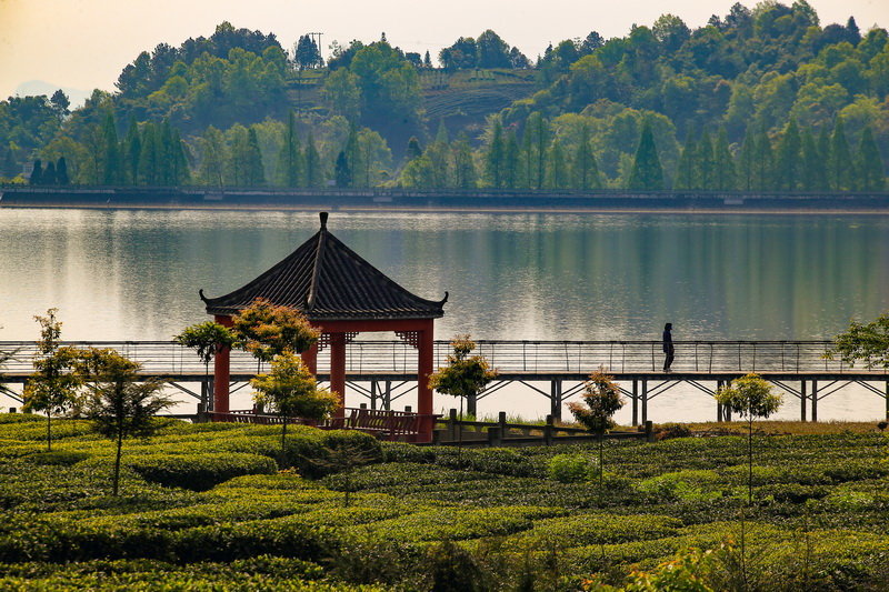 云兜风|名山清漪湖:翠柳依依茶幽香