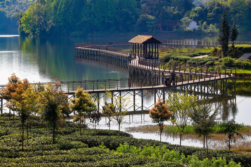 云兜风名山清漪湖翠柳依依茶幽香