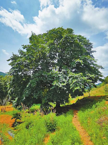 川报趣说米易县马井村唯一的古桑树竟是600多岁奶桑王