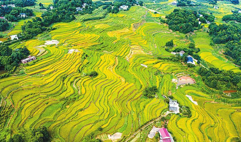 图为8月8日,泸州市江阳区分水岭镇大南山村的层层梯田.