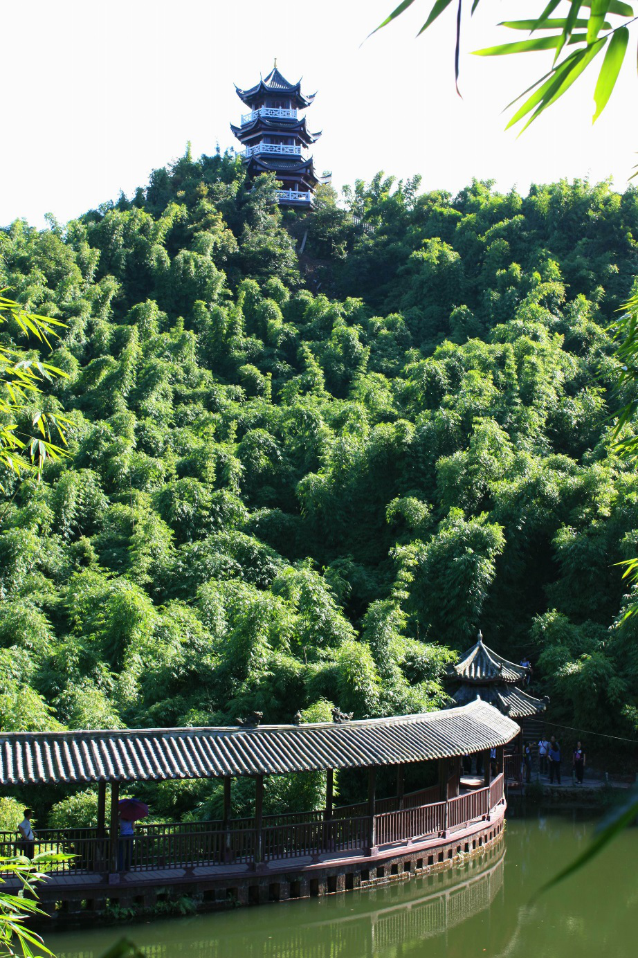 沐川夹江发出邀请万亩竹海任你畅游享受天然氧吧