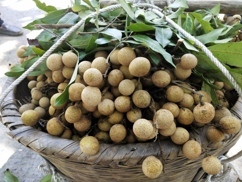 泸县太伏晚熟龙眼上市 采摘运输"一条龙"助"馋嘴"尝鲜! - 川报观察