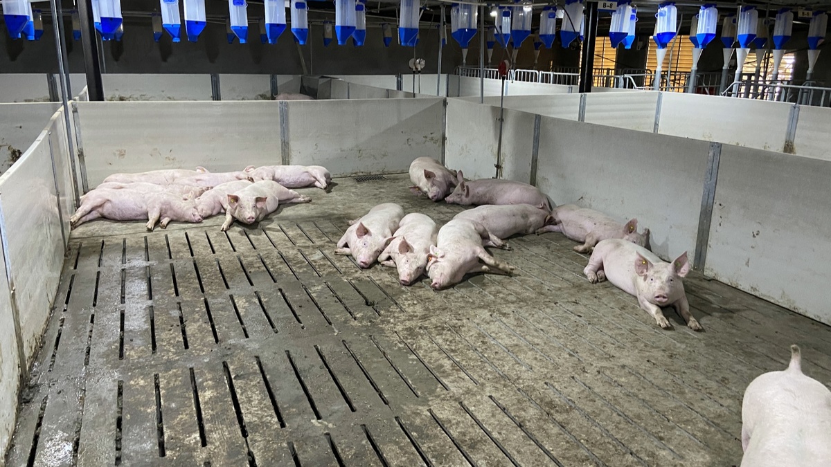 叙州区今年预计出栏生猪超80万头