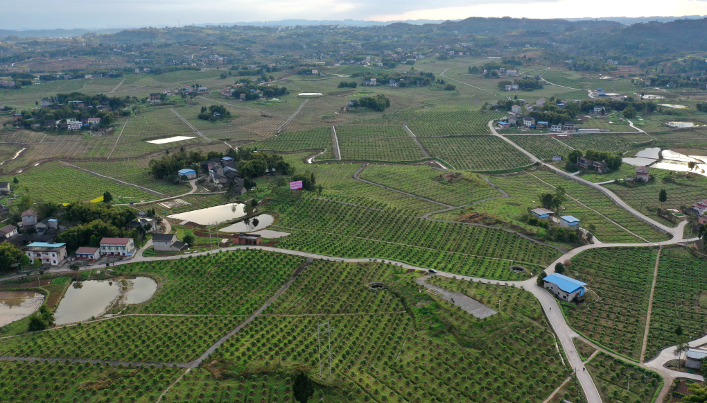 广安区大安镇柠檬摇变致富果产业扶贫显成效