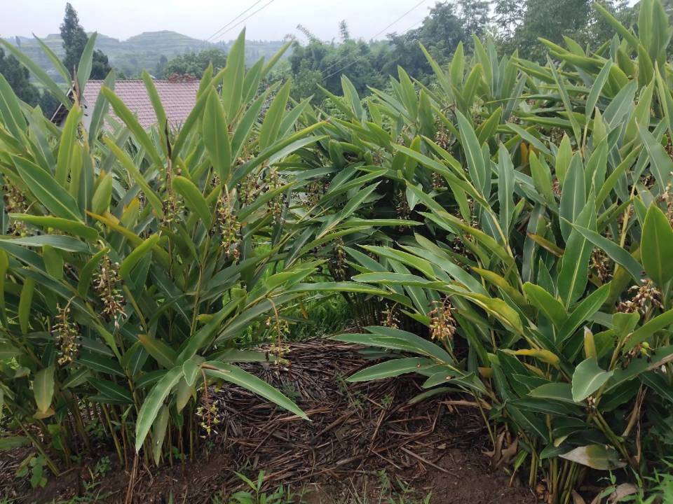 荣县保华镇2600亩砂仁为贫困村户均增收3000余元