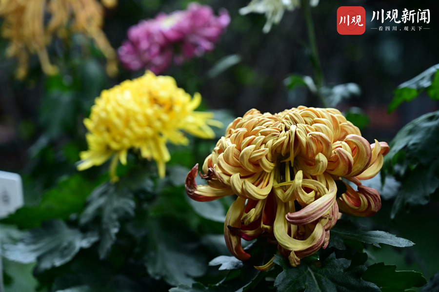 视频| 成都菊花展亮相人民公园 "高颜值"引市民争相打卡 - 川观新闻