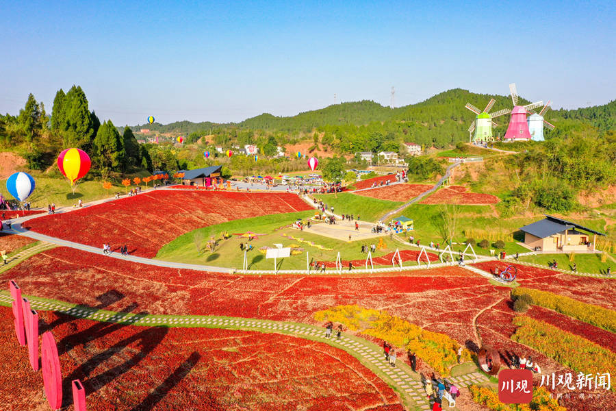 遂宁初冬花海惹得游人醉