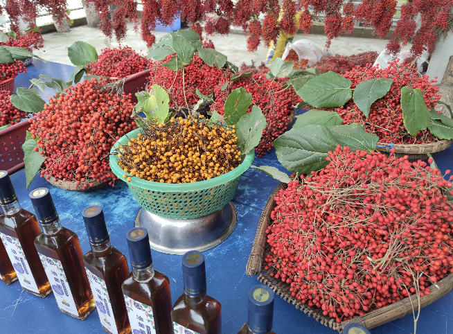 冬天的一抹红金堂天宝塞的山桐子丰收啦现场测产最高每棵1668公斤