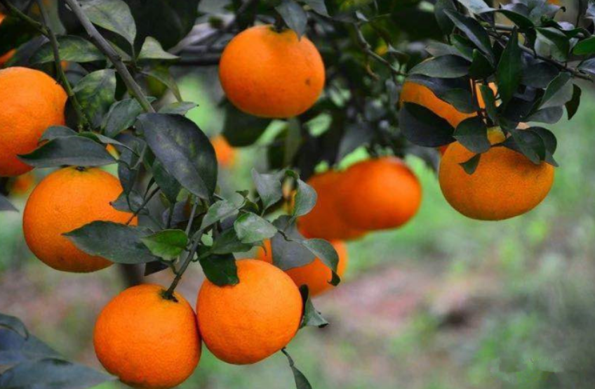 丹棱桔橙斩获全国年度十大农产品区域公用品牌 