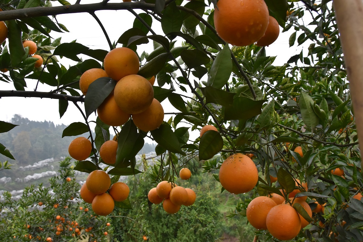 15万吨荣县万亩柑橘喜获丰收