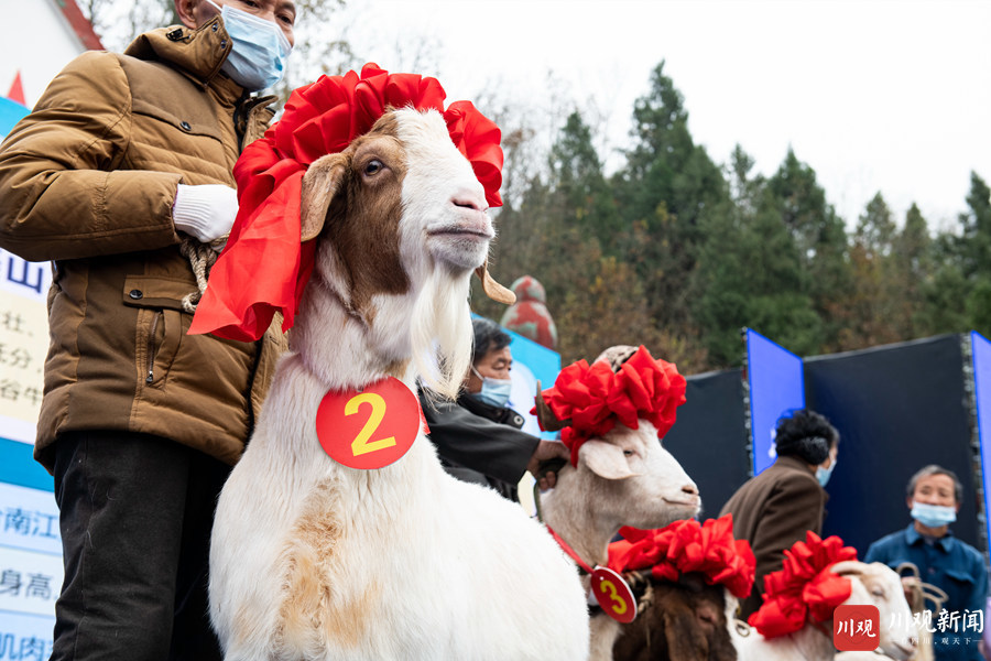 四川阆中乡村旅游山羊选美