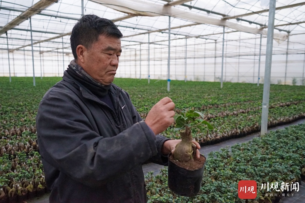 盆栽蔬菜视频 1609831488988003629.jpg-cgwapimg