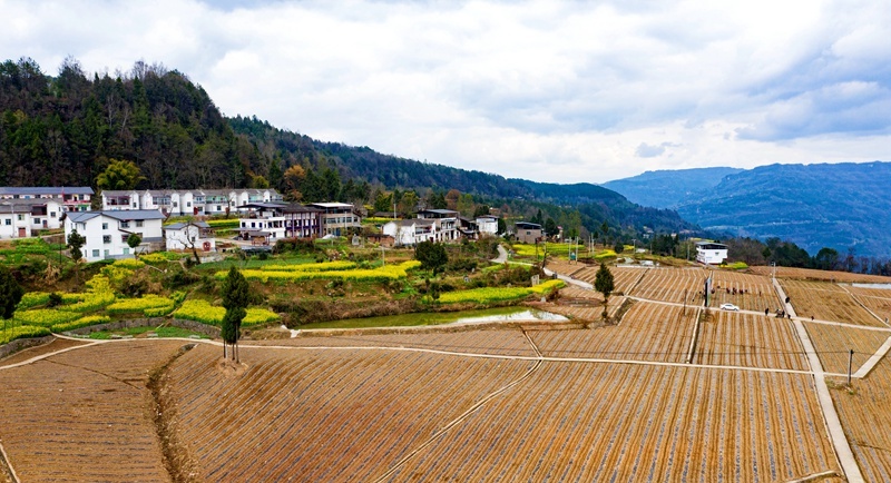 2021年3月3日,在通江县瓦室镇鹿鸣村茶叶种植基地,当地村民正忙着放苗
