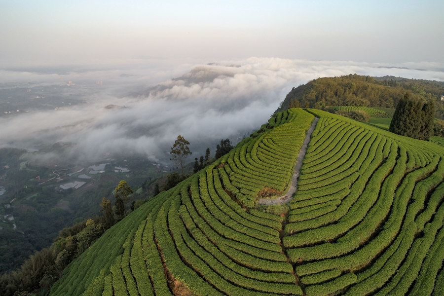 泸州:茶山晨景美 春来采茶忙