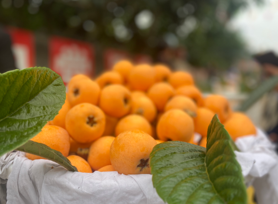 图集枇杷王诞生峨边枇杷节开幕众人抢吃热闹