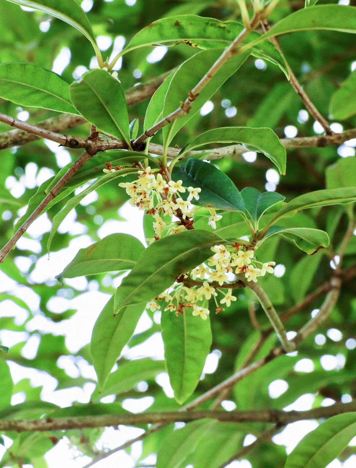 【赏贡景】秋来,风动,桂花香