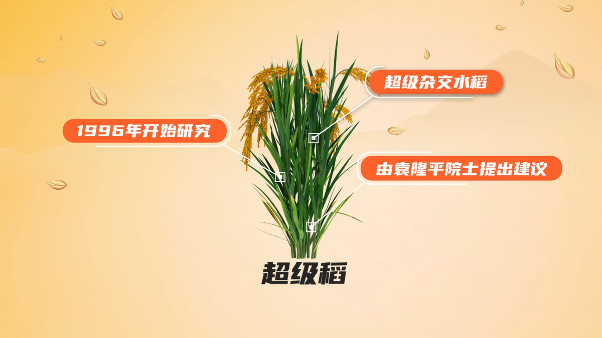 动新闻丨丰收节里话丰收,超级稻的前世今生