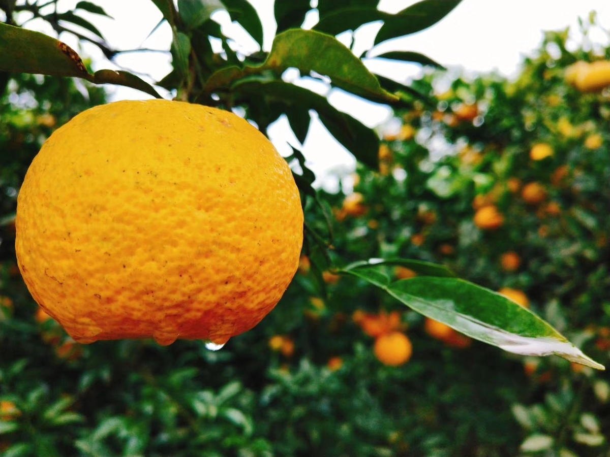 喜讯雁江蜜柑喜获地理标志证明商标