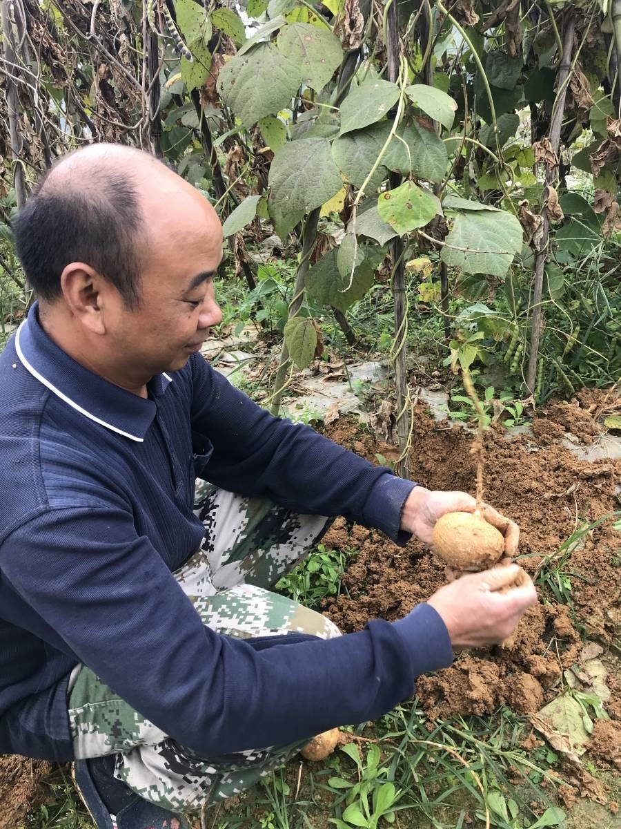 享譽全國的牧馬山地瓜籽!現在,它蝶變了! - 川觀新聞