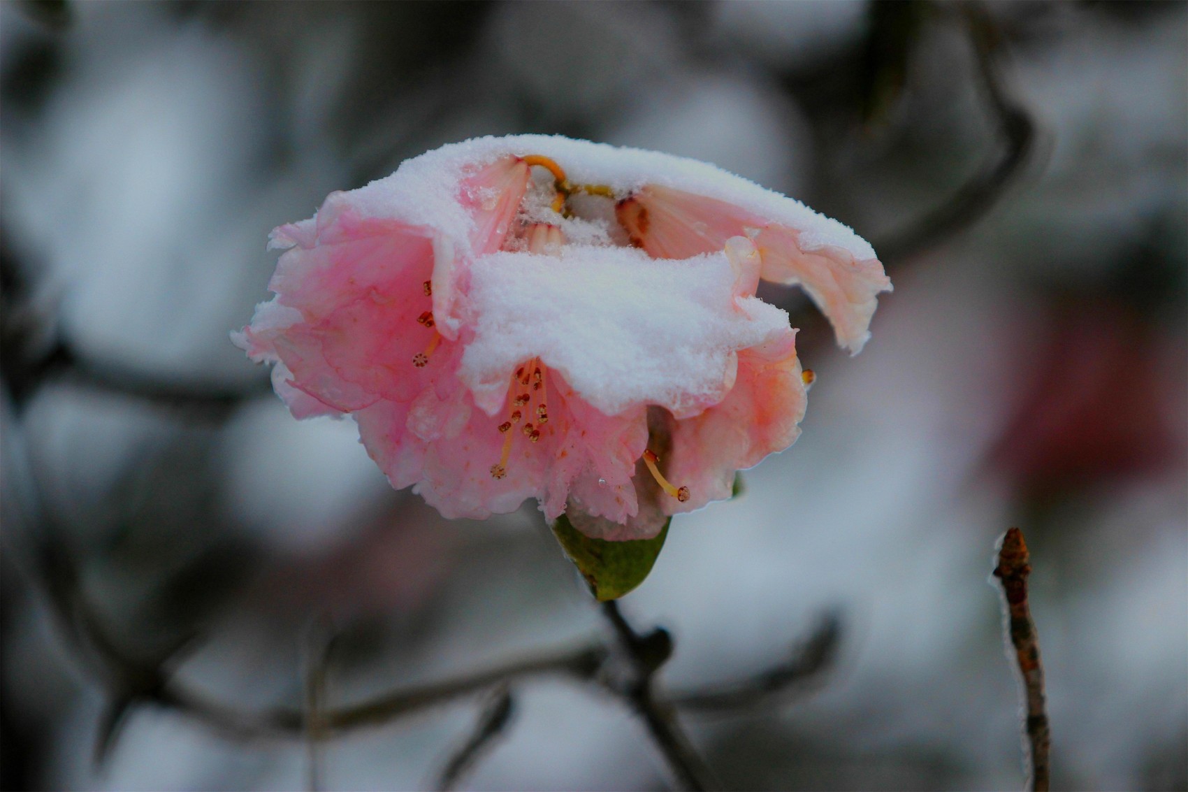 绵阳安州千佛山五月飞雪雪中杜鹃惊艳游人