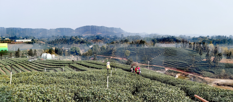 纳溪梅岭茶山图片