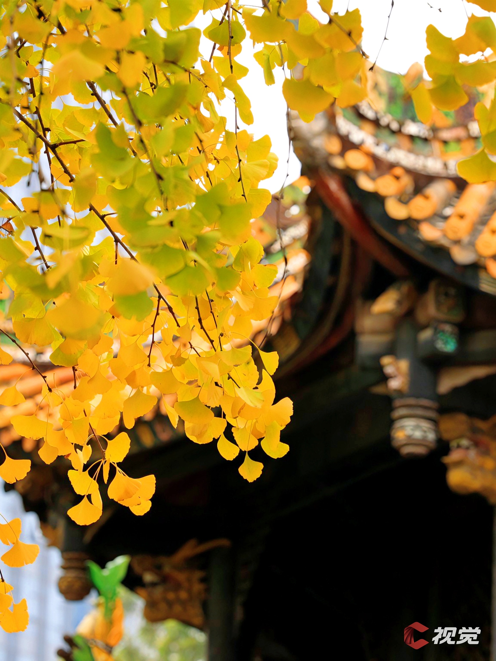 c视觉冬日有杏①今冬成都银杏已上线来看最耀眼的那抹金黄