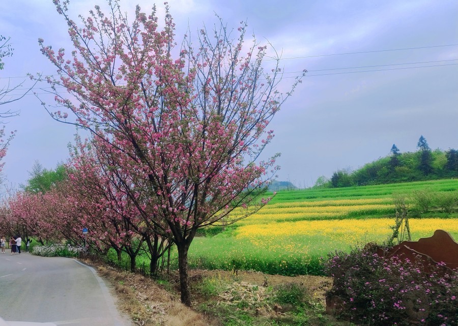 沙湾樱花基地图片