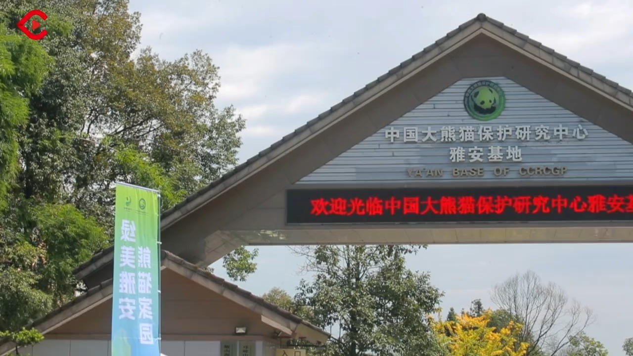C视频丨雅安大熊猫过集体生日_四川在线