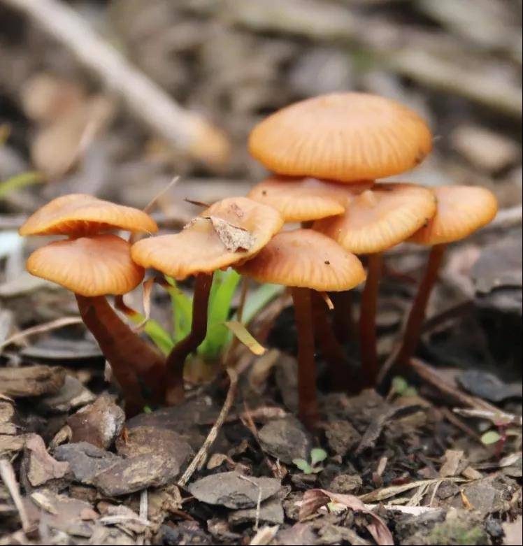 又到了吃野生菌的季节这些一定要注意注意注意