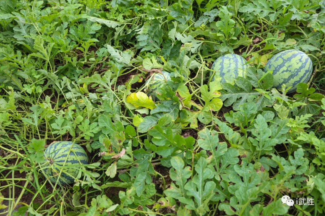 西瓜种植时间(西瓜种植时间和收获时间)