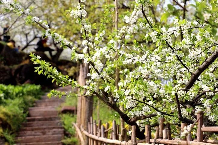 大邑:春天赏花攻略!油菜花,玉兰花,李花 川观新闻