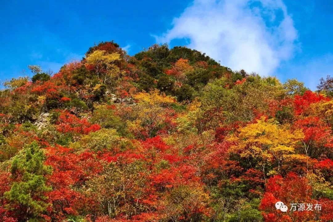 看万源金秋时节漫山红遍层林尽染