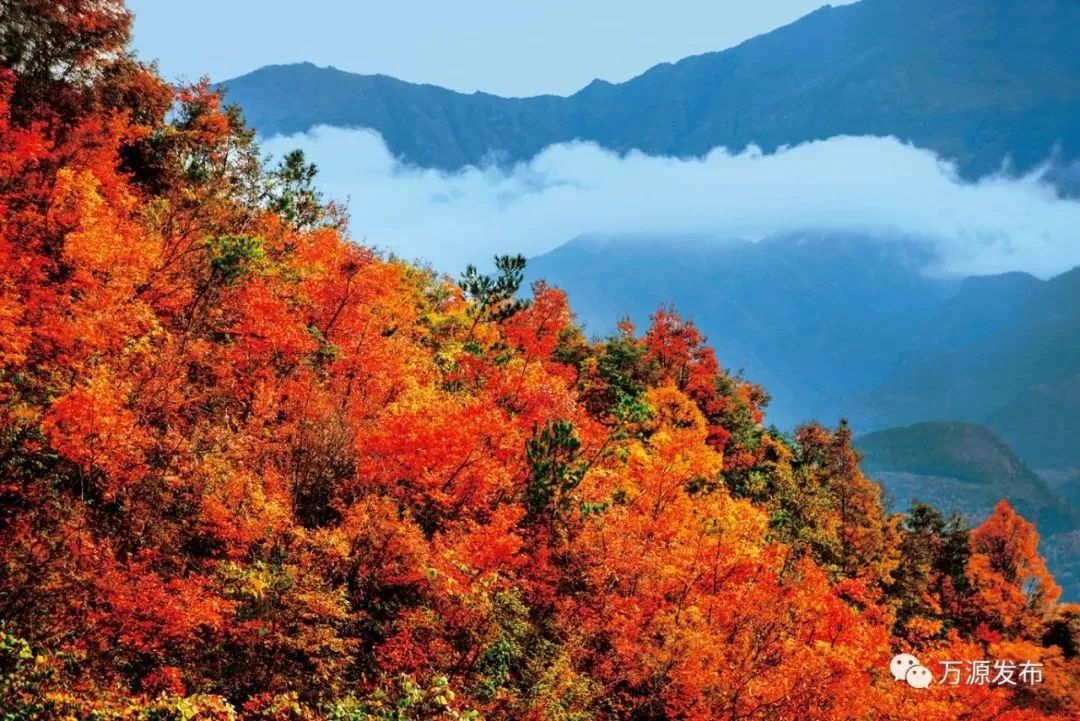 看万源金秋时节漫山红遍层林尽染