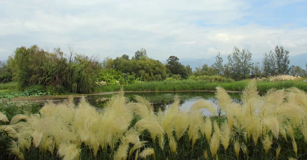 近日,湿地公园里盛开的成片蒲苇成为景区一道独特景观,吸引了不少市民