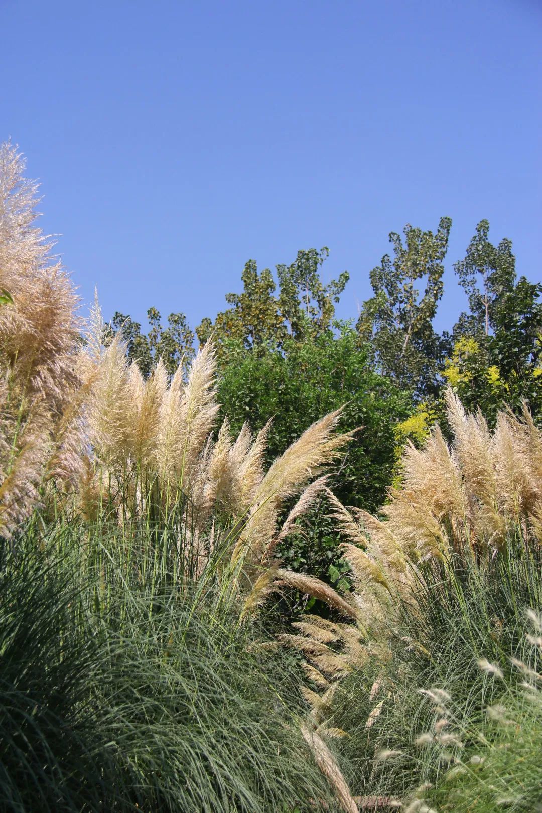 邛海湿地的蒲苇美景私藏了一波惊艳的秋色川报观察2020911