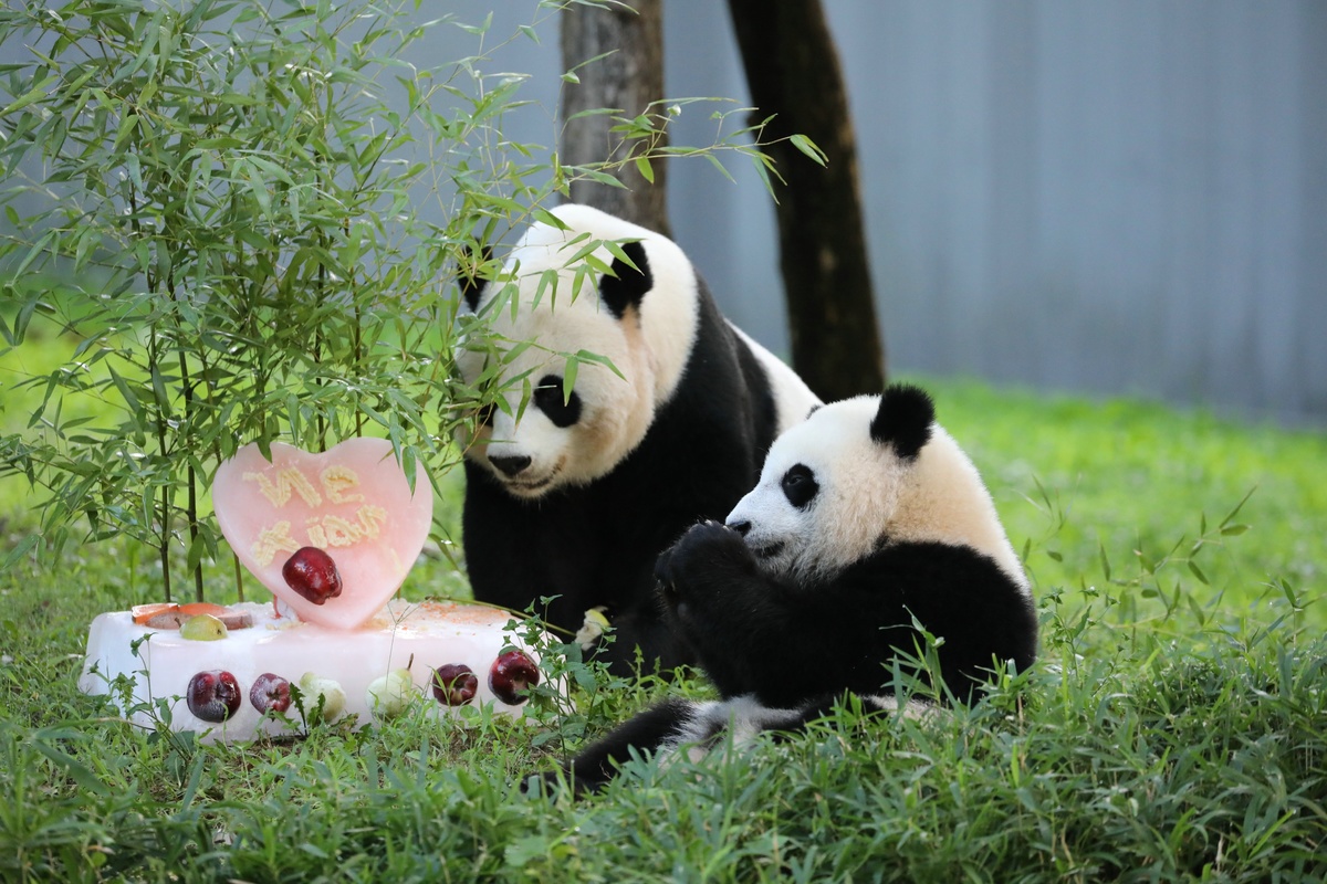 可爱小熊猫 - 堆糖，美图壁纸兴趣社区