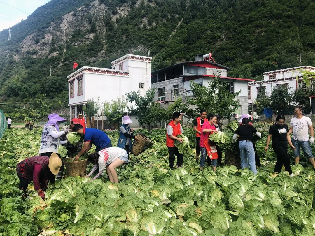 感恩连夜出发理县的新鲜蔬菜运抵河南