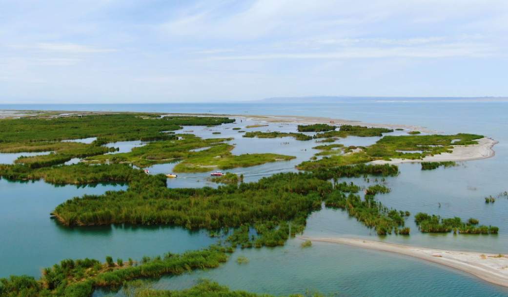 白头硬尾鸭安家乌伦古湖新疆福海生态修复生机盎然